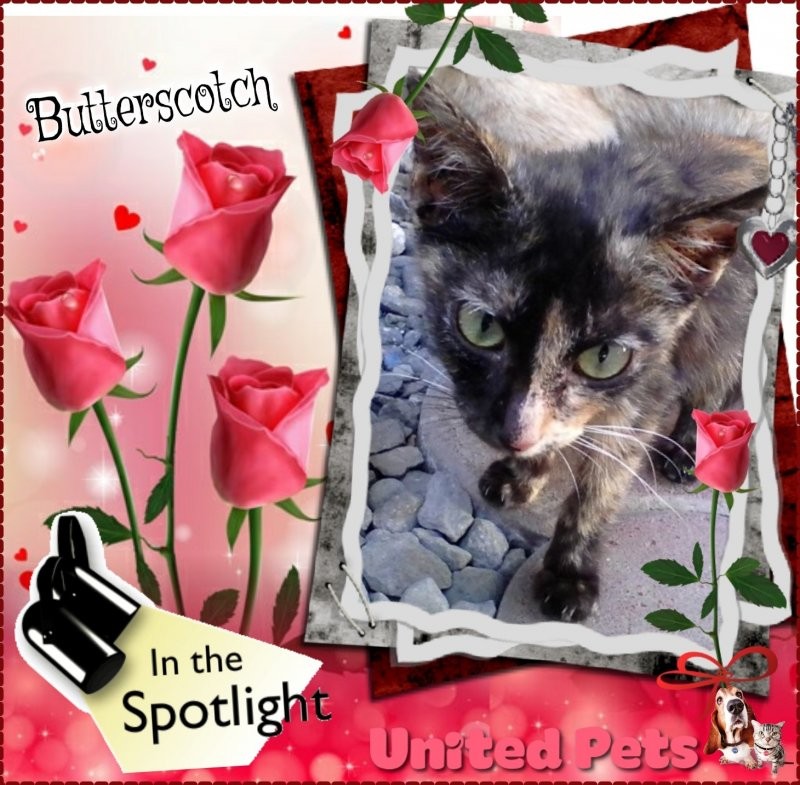 Butterscotch of the Roxanne family