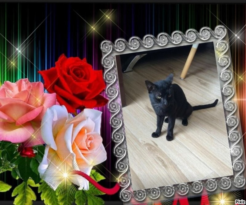 Quarantino of the Roxanne family