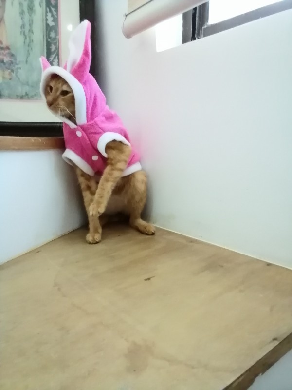 Minggay of the Roxanne family