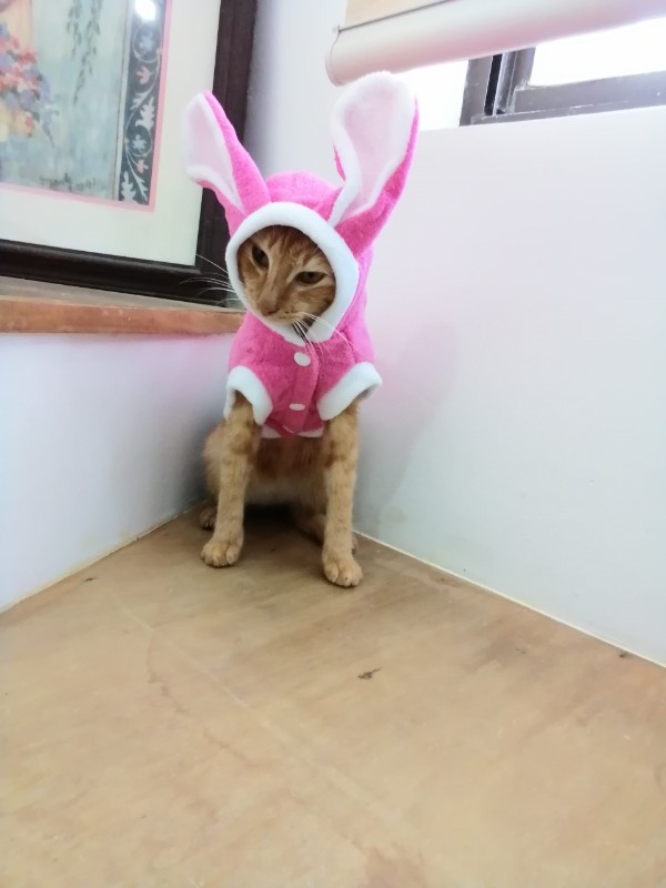 Minggay of the Roxanne family