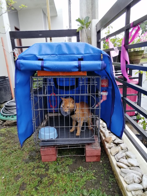 Minggay of the Roxanne family