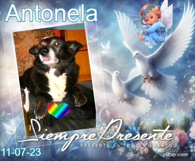 Antonela of the SephyJ83 family