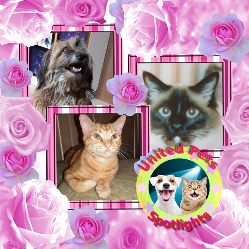 Miranda of the SephyJ83 family