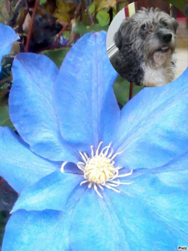 Segundo of the SephyJ83 family