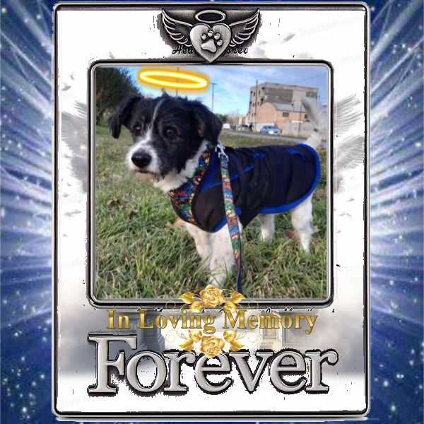 MinÃ­ of the SephyJ83 family