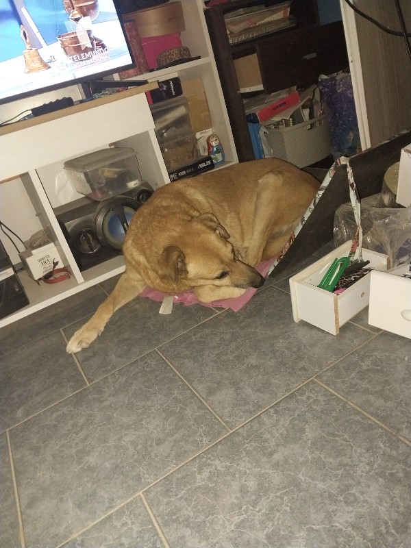 Federico of the SephyJ83 family