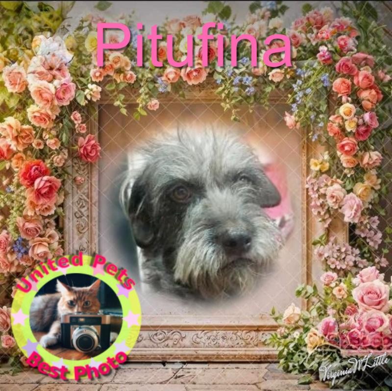 Pitufina of the SephyJ83 family