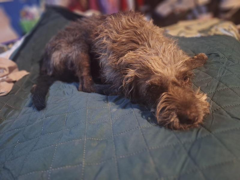 Pitufina of the SephyJ83 family