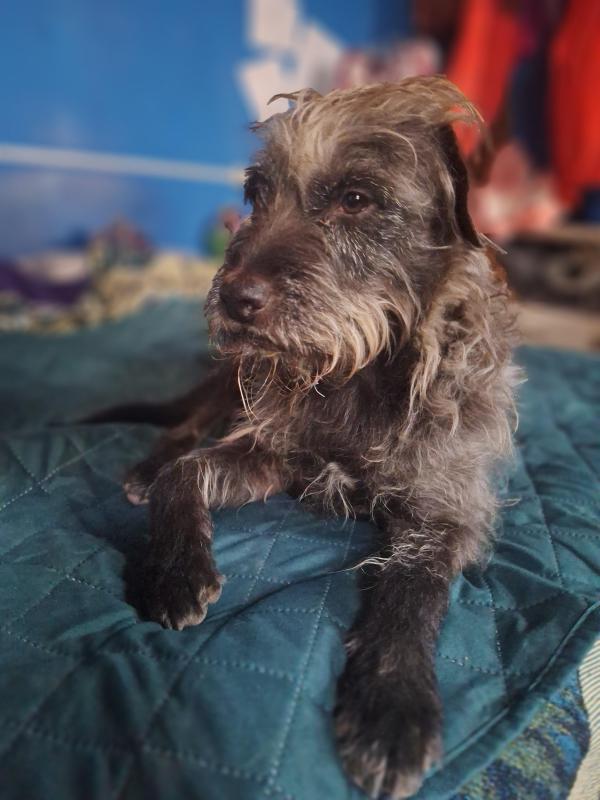 Pitufina of the SephyJ83 family