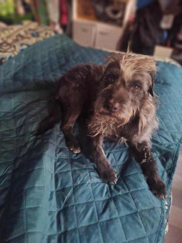 Pitufina of the SephyJ83 family