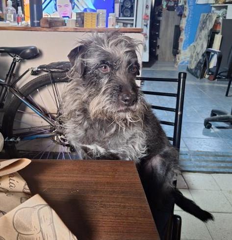 Pitufina of the SephyJ83 family