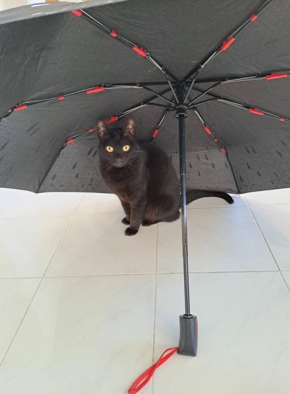 Shahorik uploaded   359  day/s  ago