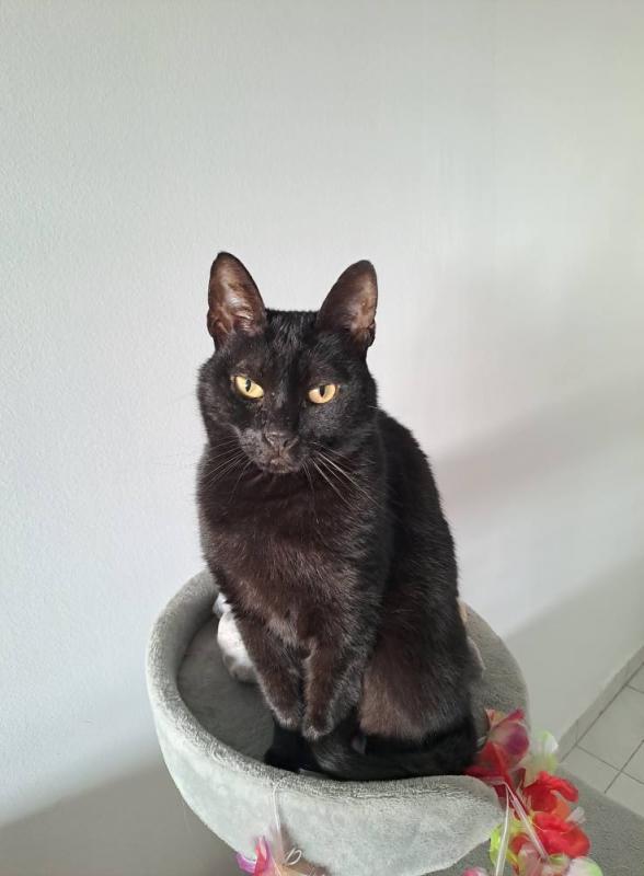 Shahorik uploaded   359  day/s  ago