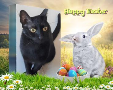 Shahorik uploaded   2 year/s ago