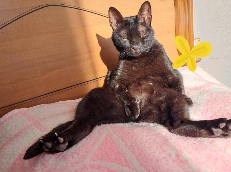 Bagira of the Shahorik family