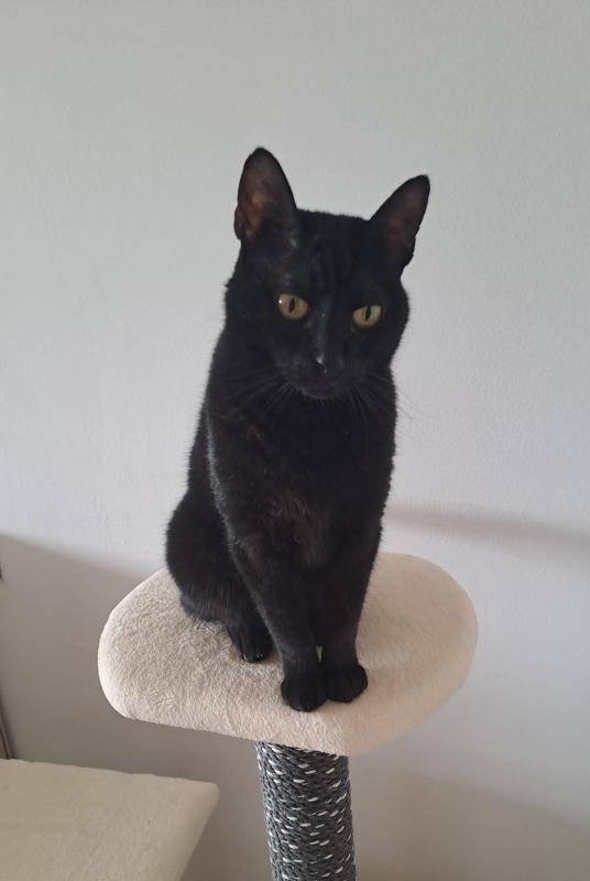 Bagira of the Shahorik family