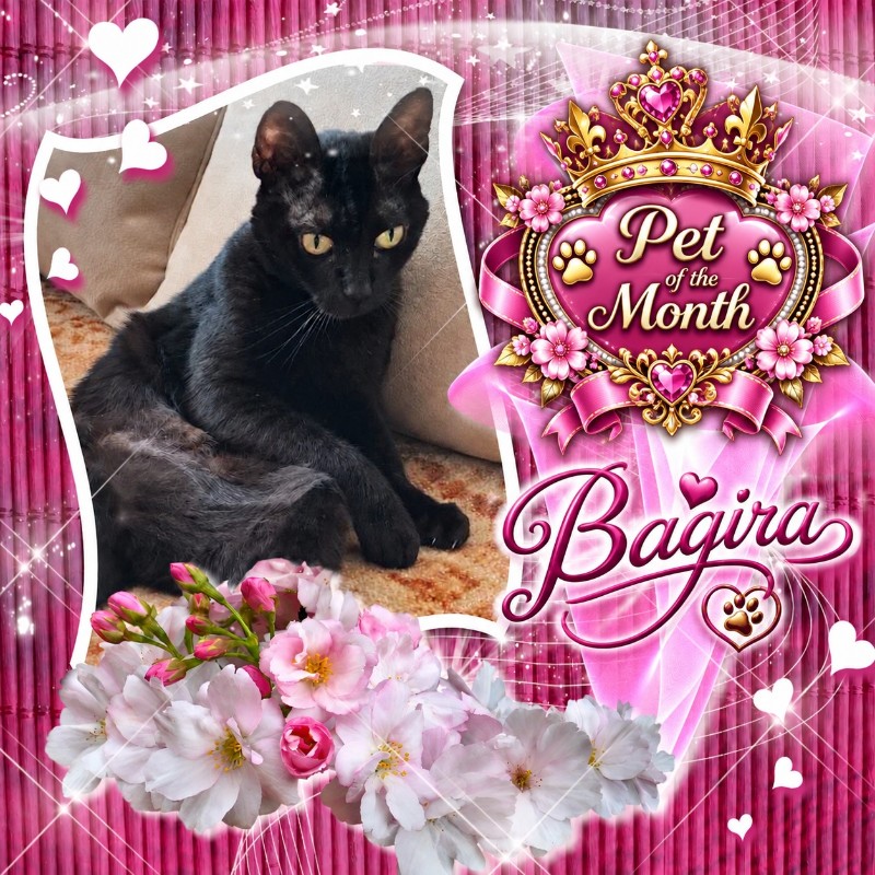 Bagira of the Shahorik family