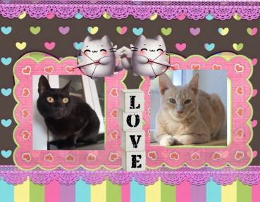 Bagira of the Shahorik family