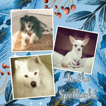 Bonny of the Shahorik family