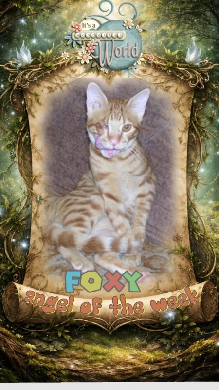 Foxy of the Shahorik family