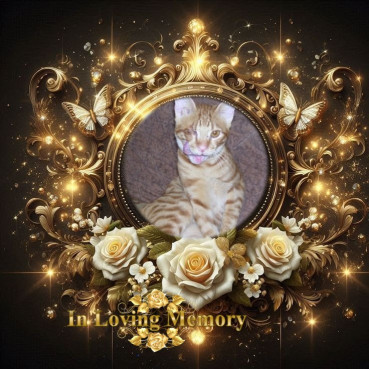 Foxy of the Shahorik family