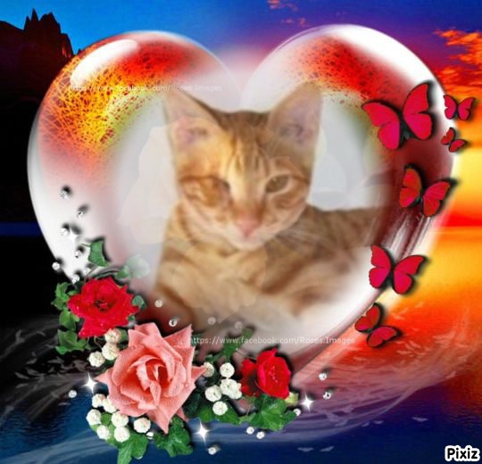 Foxy of the Shahorik family