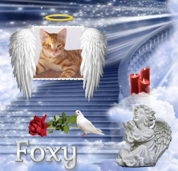 Foxy of the Shahorik family