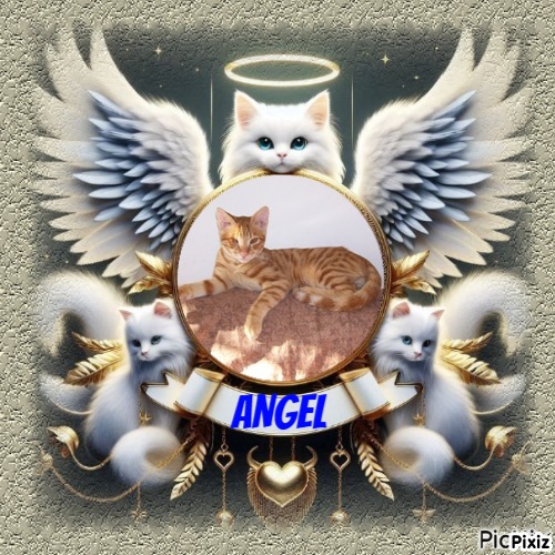 Foxy of the Shahorik family