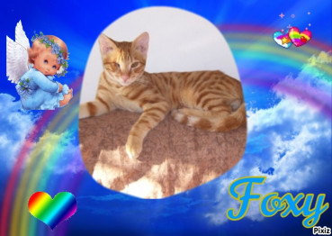 Foxy of the Shahorik family