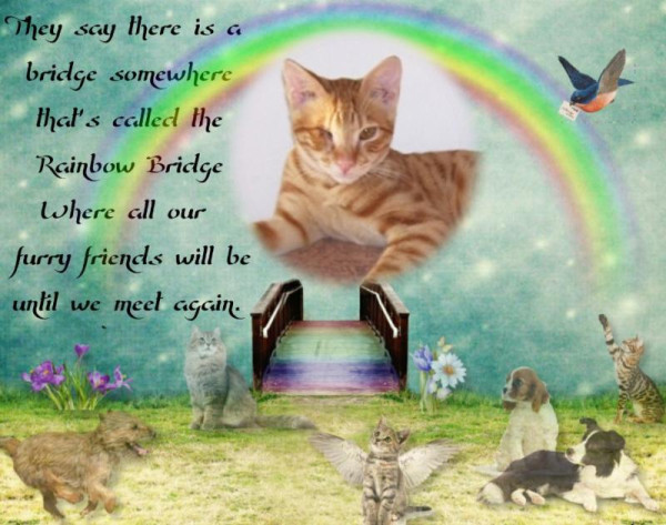 Foxy of the Shahorik family