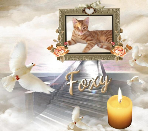 Foxy of the Shahorik family