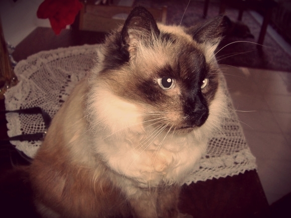 Shahorik uploaded   1 year/s ago