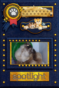 Bonny The Cat of the Shahorik family