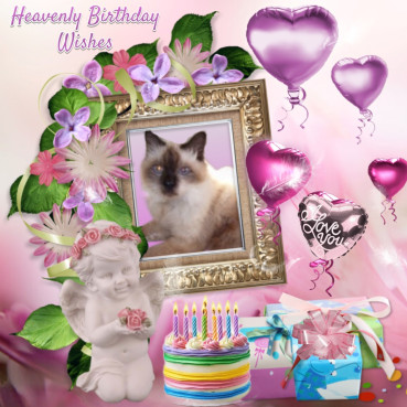 Bonny The Cat of the Shahorik family