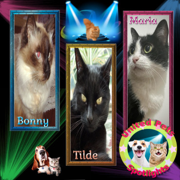 Bonny The Cat of the Shahorik family