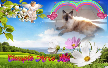 Bonny The Cat of the Shahorik family