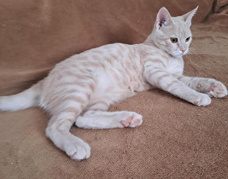 Shahorik uploaded   186  day/s  ago