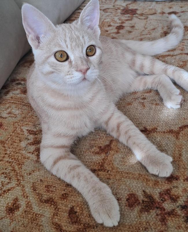 Shahorik uploaded   104  day/s  ago