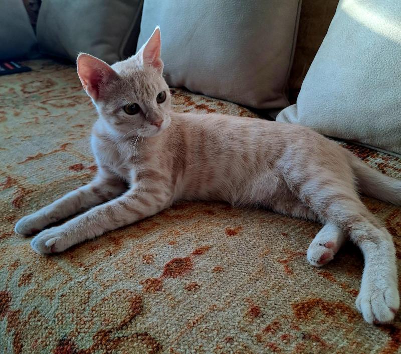 Shahorik uploaded   202  day/s  ago