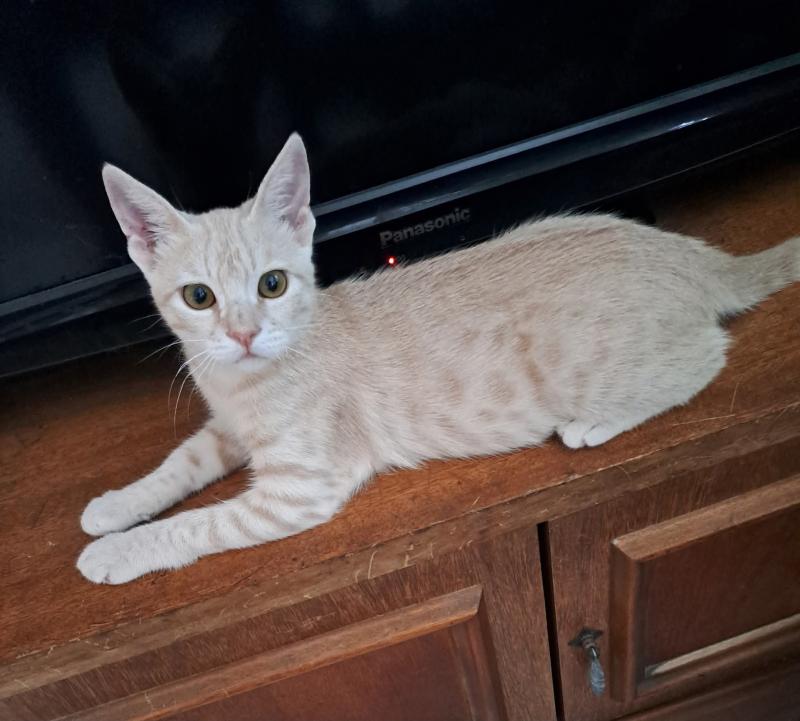 Shahorik uploaded   202  day/s  ago