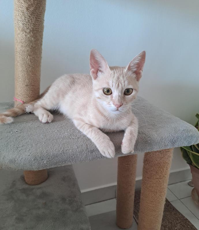 Shahorik uploaded   232  day/s  ago