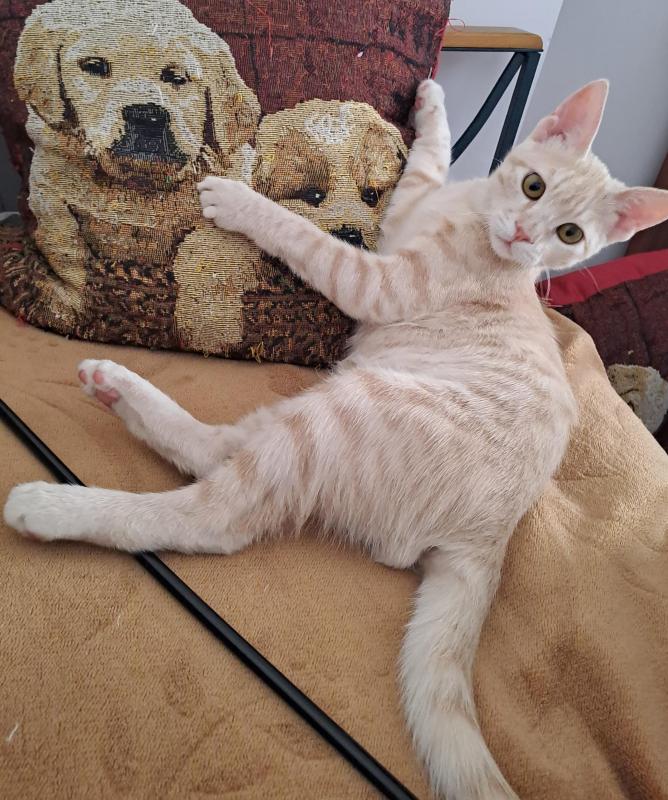 Shahorik uploaded   202  day/s  ago