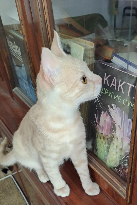 Shahorik uploaded   202  day/s  ago