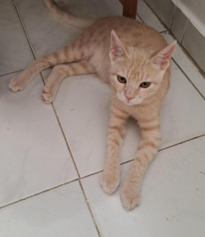 Shahorik uploaded   202  day/s  ago