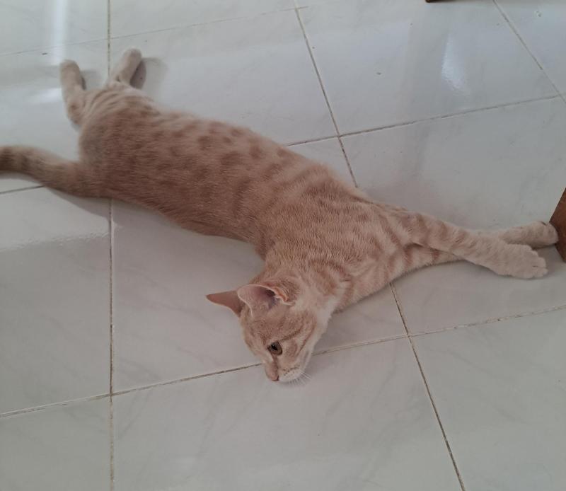 Shahorik uploaded   186  day/s  ago