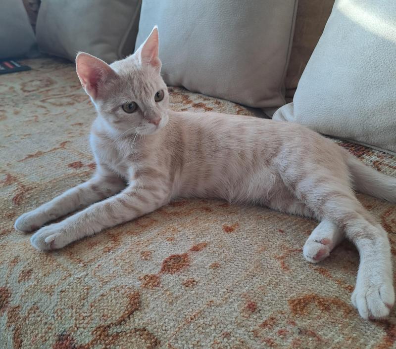 Shahorik uploaded   202  day/s  ago