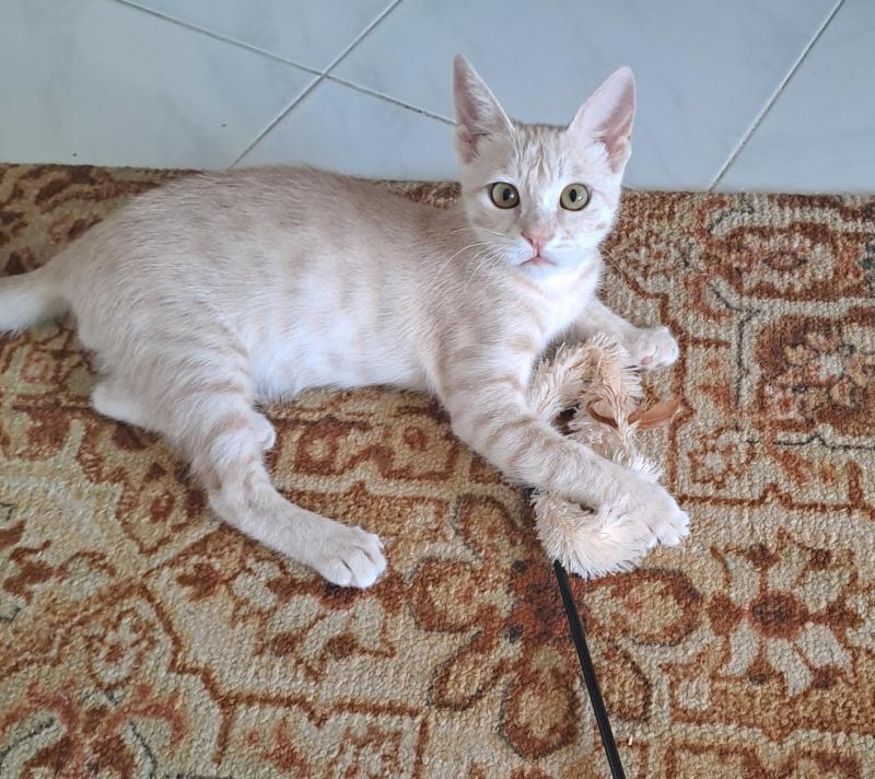 Shahorik uploaded   232  day/s  ago