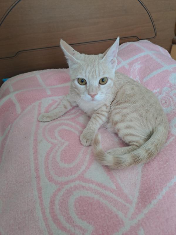 Shahorik uploaded   202  day/s  ago