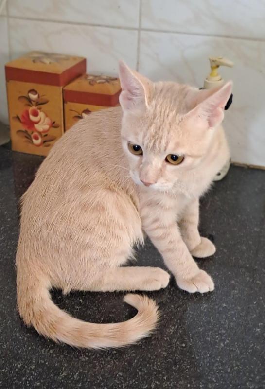 Shahorik uploaded   202  day/s  ago