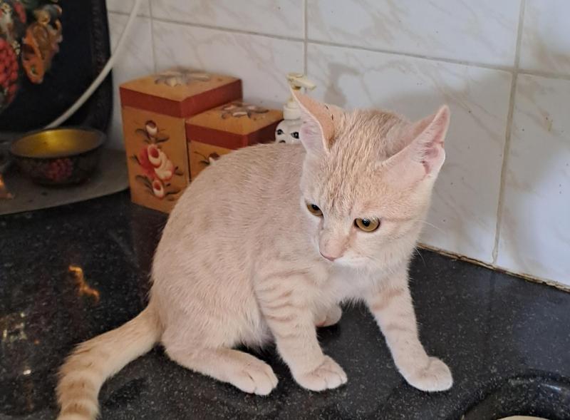 Shahorik uploaded   202  day/s  ago